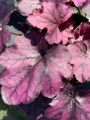 Heuchera Wild Rose