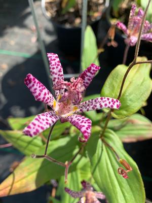 Tricyrtis formosana Samuri