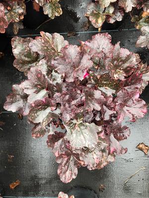 Heuchera Midnight Rose