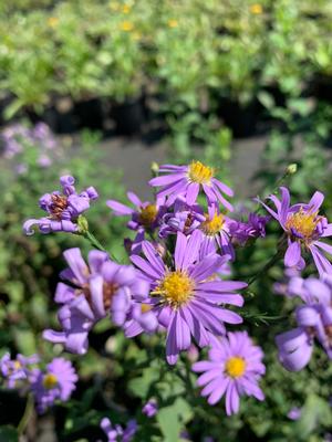 Aster laevis Blue Bird