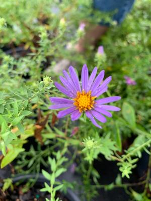 Aster oblongifolius October Skies