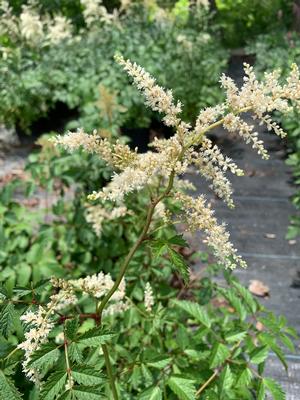 Astilbe arendsii (Brautschleier) Bridal Veil