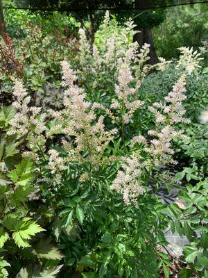 ASTILBE ARENDSII SNOWDRIFT