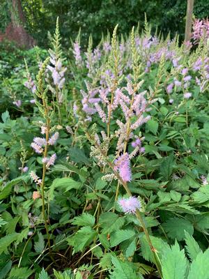 ASTILBE CHINENSIS PUMILA