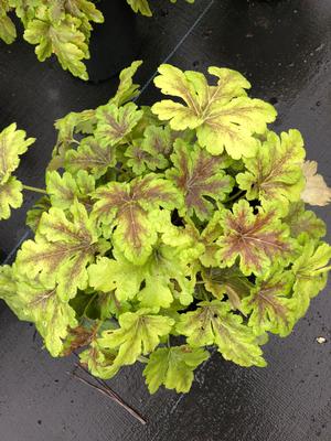 Heucherella Gold Zebra