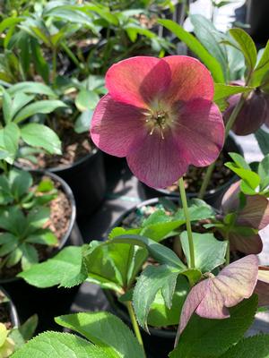 Helleborus Rome in Red