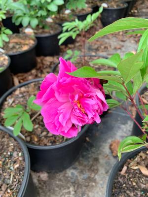 Paeonia lactiflora Big Ben