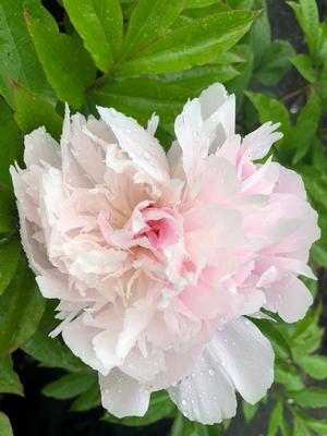 Paeonia Pecher