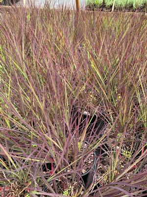 Andropogon gerardii Blackhawks