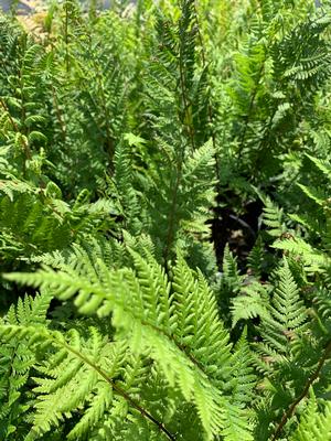 Fern-Athyrium felix-femina Lady in Red