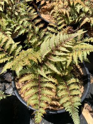 Fern-Athyrium niponicum 