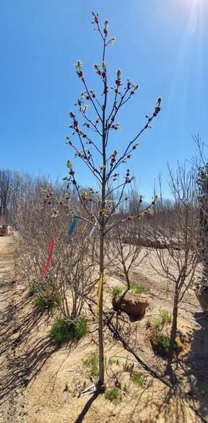 Carya glabra 