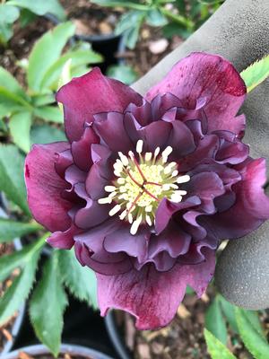 Helleborus Dashing Groomsmen