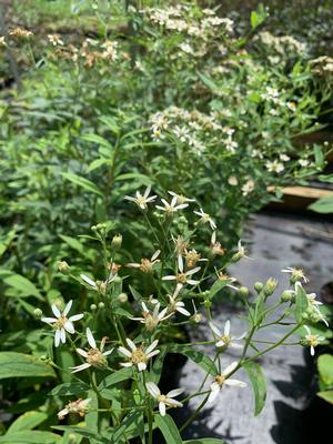 Aster umbellatus 