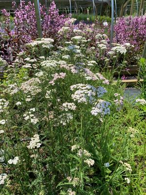 Achillea millefolium 