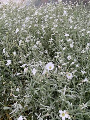 Cerastium tomentosum 