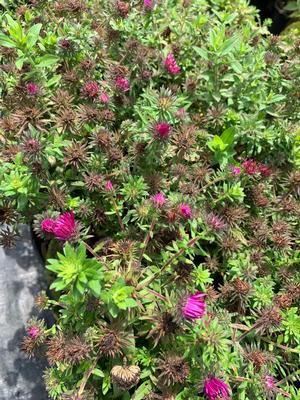 Aster novae-angliae Pink Crush