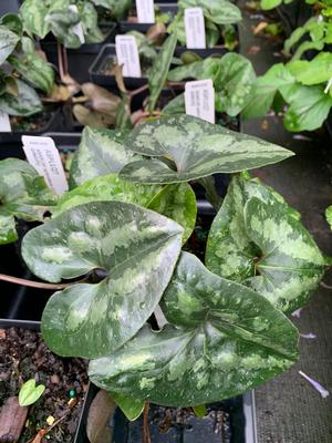 Asarum splendens 