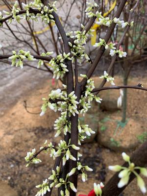 Cercis canadensis forma alba 