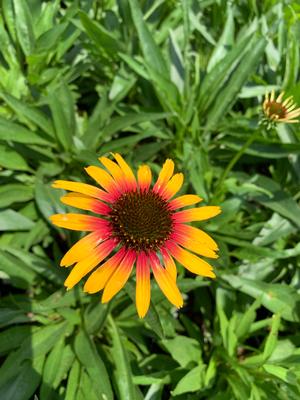 Echinacea Parrot