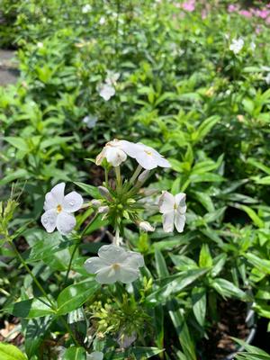 Phlox paniculata Babydoll White