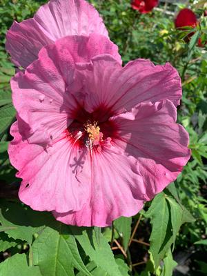 Hibiscus Inner Glow