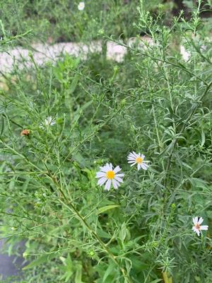 Aster pilosum 