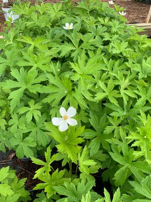 Anemone canadensis 