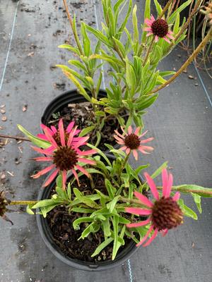 Echinacea tennesseensis Rocky Top