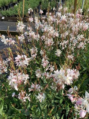 Gaura lindheimeri Whirling Butterflies