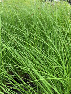 Carex stricta 