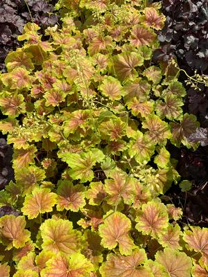 Heuchera Delta Dawn