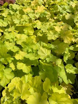 Heuchera Pretty Pistachio