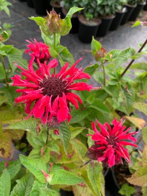 Monarda x Bee You Bee Happy