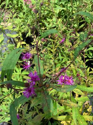 Vernonia glauca 