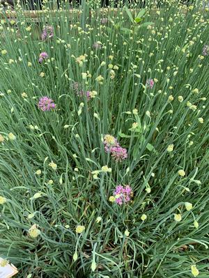 Allium Medusa