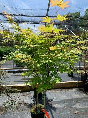 Acer palmatum Harvest Orange