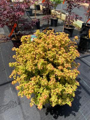 Acer palmatum Koto Maru