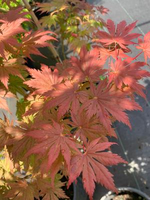 Acer palmatum Beni Shigitatsu Sawa