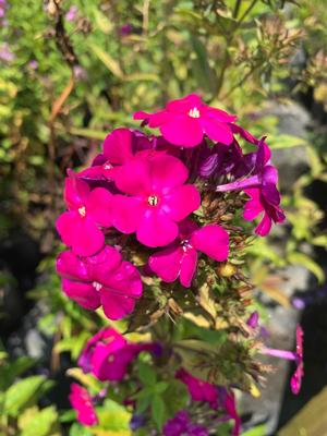Phlox paniculata Ultra Violet
