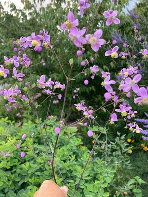 Thalictrum rochebruneanum 