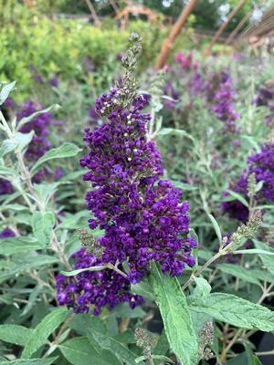 Buddleia Buzz™ Midnight (PPAF)