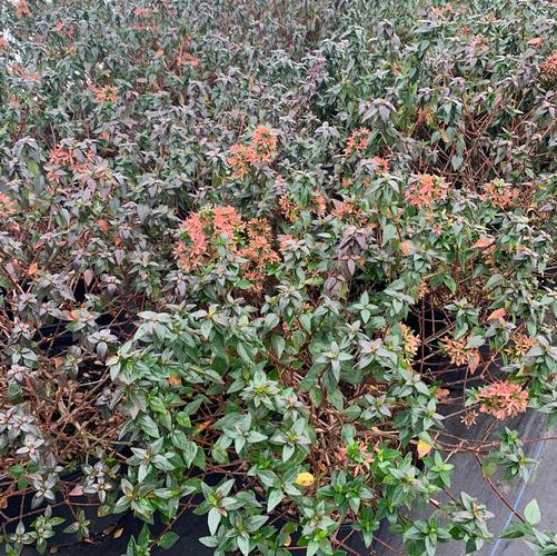 Abelia grandiflora Little Richard