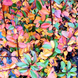 Cotoneaster dammeri Coral Beauty