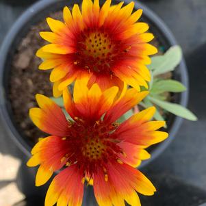 Gaillardia X grandiflora Arizona Sun