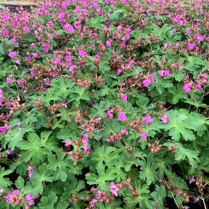 Geranium macrorrhizum Bevan's Variety