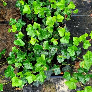 HEDERA HELIX 