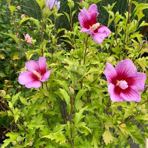 Hibiscus syriacus Purple Pillar® (PP25568) 