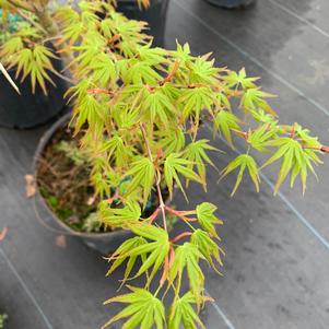 Acer palmatum Nishiki Gawa