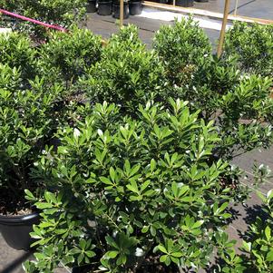 Ilex glabra Compacta